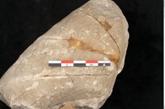 Foto (Detailansicht) von Credneria denticulata Zenk. (NHMW-GEO-2024-0188-10599)